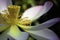 Pink lotus flower in closeup