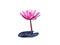 Pink Lotus flower. Exotic, lily on white background