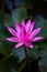 A pink lotus flower in full bloom in a tropical pond