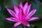 A pink lotus flower in full bloom in a tropical pond