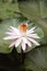 Pink lotus flower of genus Nelumbo, Maharashtra, India