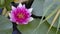 Pink lotus flower with green leaves floating