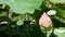 Pink lotus flower with green leaves in pond. Beautiful partly white lotus flower as symbol of Buddhism floating on pond water on