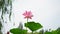 A pink lotus flower is higher than others in pomd in summer