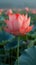 Pink lotus flower, with its petals fully open, set against a field of green leaves and other lotuses, close-up