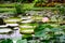 Pink lotus flower in a lake