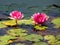 Pink lotus flower in the lake.beautiful lotus flower on the water after rain in garden.The Lotus radiates the energy of wisdom,