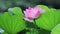 A pink lotus flower and lotus bud in a pond