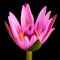 Pink lotus flower macro