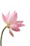 The pink lotus flower in nature background