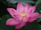 Pink Lotus Flower Opening Up It\'s Heart To The World