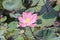 Pink Lotus Flower photo