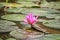 pink lotus flower on pond