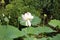 Pink Lotus flower in a pond