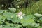 Pink Lotus flower in a pond