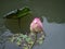 Pink lotus flower in the pond on blurred background, Reflects water sunset, Religious or spa background