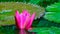 Pink lotus flower in the pond surrounding green leaves