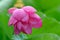 Pink Lotus flower in the rain