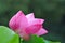 Pink Lotus flower in the rain