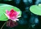 Pink lotus flower - reflection water pond blooming