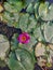 Pink lotus flower at Sarnath temple