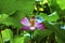 Pink Lotus Flower Stamen Close Up Beijing China