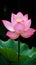 Pink lotus flower stands against a dark backdrop with its petals spread wide, showcasing its intricate patterns and a prominent