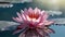 Pink lotus flower or water lily floating on the water. Close shot