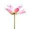 Pink lotus flower, waterlily isolated on white