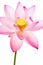 Pink lotus flower and white background