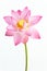 Pink lotus flower and white background