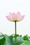 Pink lotus flower on the white background