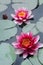 Pink lotus flowers