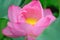 Pink lotus flowers