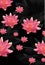 Pink lotus flowers background