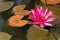 Pink lotus flowers bloom in the river.