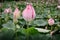 Pink Lotus Flowers Blooming in The Lake, Waterlily Flower With Beautiful Leaves Pattern.Tropical Botany Flower Plant Blossoming in