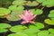 Pink lotus flowers blooming in a pond filled