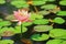 Pink lotus flowers blooming in a pond filled