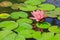 Pink lotus flowers blooming in a pond filled