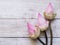 Pink lotus flowers on blue wooden table.