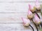 Pink lotus flowers on blue wooden table.