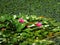 Pink lotus flowers and green leathery leaves in sunny summer day