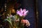 Pink lotus flowers for offering ceremony in Buddhist Temple in Vietnam.