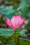 Pink lotus flowers in pond field