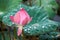 Pink lotus flowers in pond field at natural