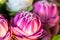 Pink Lotus Flowers set for Buddhist worship Buddha. soft focus