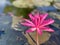 Pink lotus flowers are used to offer monks. Or used to decorate in a vase