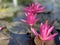 Pink lotus flowers are used to offer monks. Or used to decorate in a vase