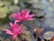 Pink lotus flowers are used to offer monks. Or used to decorate in a vase